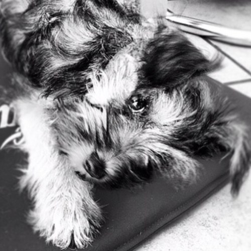 eshnauzer_flecs's profile picture. Soy un hijo de perra!.