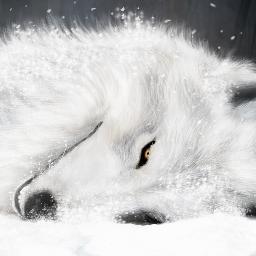 WoolfyShiro's profile picture. 