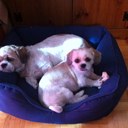 michelle barbour - @sassbeach - Twitter