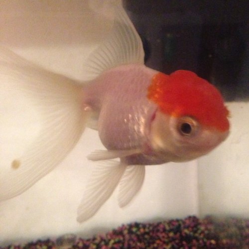 RobinGoldfish's profile picture. 