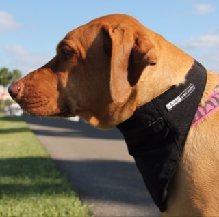 Function and Fashion for your four legged friends providing Hands Free outings for you.