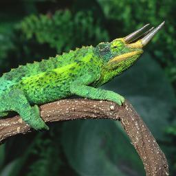 We import and sell an amazing variety of reptiles, amphibians, and invertebrates.