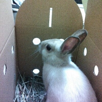 もふぽん