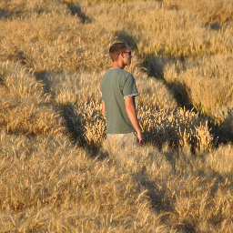 Washington State University winter wheat breeding program; developing improved winter wheat cultivars for Washington and the Pacific Northwest.