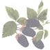 Weeks Berry Nursery (@weeksberryinc) Twitter profile photo