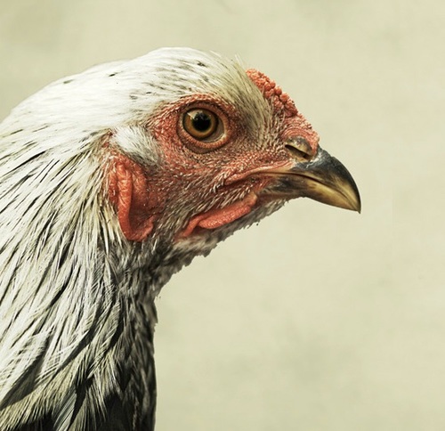 BridgeTenderBBQ's profile picture. Cook Enthusiast, Amateur Inventor, Charcuterie Novice, BBQ Wannabe, Modernist Cuisine Hack