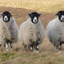 Chris Orme - @holly3934 - Twitter