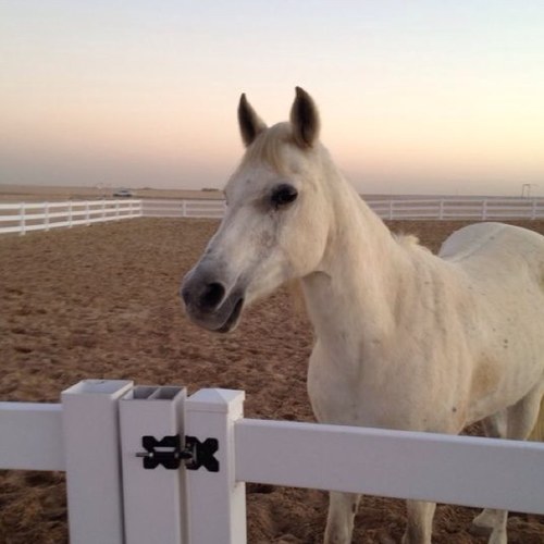 q8i_sniper's profile picture. 