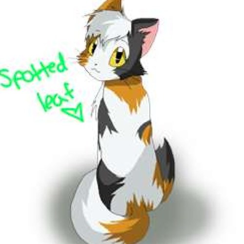 I love Warrior Cats