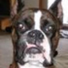 LoveBoxers's profile picture. 