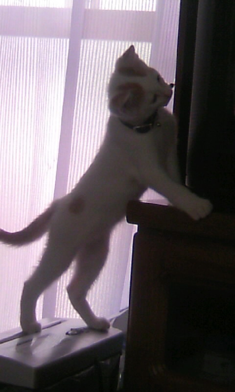 kiriko0808's profile picture. テニス、映画、猫ちゃん大好き