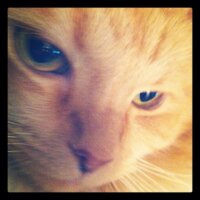 Rosie (@rosiefnc) 's Twitter Profile