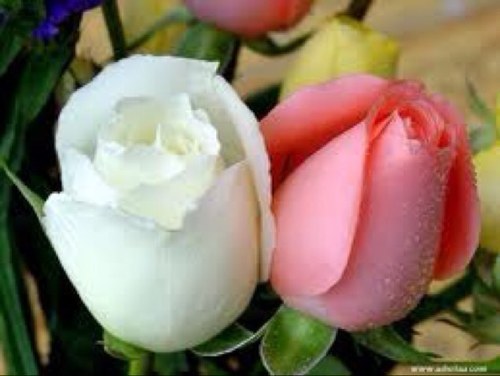 trkiali743's profile picture. 