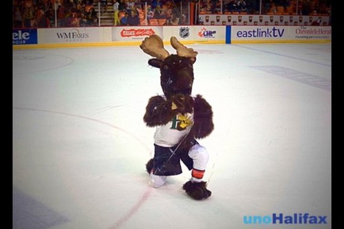 Mascot for the Halifax Mooseheads 2013 Presidents Cup champions 2013 Memorial Cup champions Come see me at the moose game..Im not hard to find!