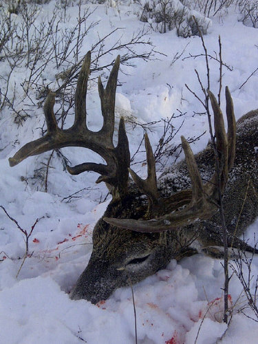 tswancoat's profile picture. 