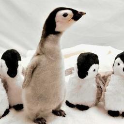 hduvfe's profile picture. Wife and and mother. Special Education teacher. Proud supporter of ASU and a lover of doxie dogs!