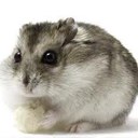2900g (@02962900g) Twitter