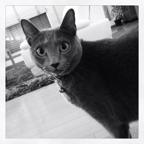 SeligmanR66's profile picture. 横浜DeNAベイスターズファン 猫：アメショー、ロシアン 趣味：野球観戦（プロ、高校野球）海外旅行（北米好き）、英語、スポーツジム 職業：会社経営 将来の夢：野球チームのオーナー、海外移住 自慢出来る事：早起きが出来る 最近ハマっている事：ルート66関係 海外ドラマ：グリー