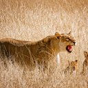 samuel boulos - @samuelboulos1 - Twitter