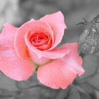 Siti Rahmadaniah (@nurramadhaniah) Twitter profile photo
