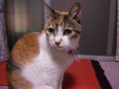 猫に無関心な私でしたが2009年野良だったにゃん子に出会ってから猫好きになり一昨年37度もある夏、仕事で帰り自転車を止めていたら足元で小さな痩せこけた猫が汚い顔で私を見上げて泣いているこんな暑い日にほって置いたら死んでしまう咄嗟に家に連れて帰りました。