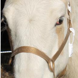 SafetyHalter's profile picture. 