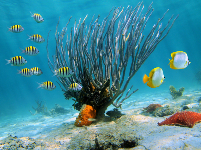 I’m Abby and I’m a freelance aquarist.