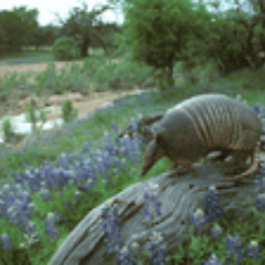 gddiii's profile picture. 