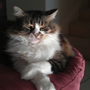 timothy flood - @Ausy_1 - Twitter