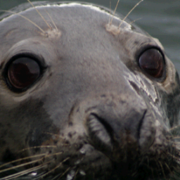 _localwildlife's profile picture. localwildlife is a one stop shop to share your wildlife sightings from all over the UK, Ireland and IOM. We aim to share all sightings with local record centres