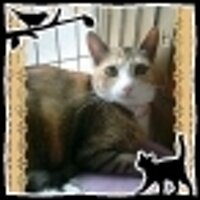 姫野ねこ (@ring0hime) Twitter profile photo