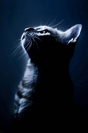 hyper08dai18's profile picture. 子供にミニカー買ってたら、自分がハマってしまいました！最近はホットウィール集めてます。アメ車大好き！