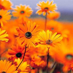 Con valores, simple, natural...