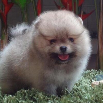 Jual Beli Anjing Pom On Twitter Jual Beli Tukar Tambah Anjing