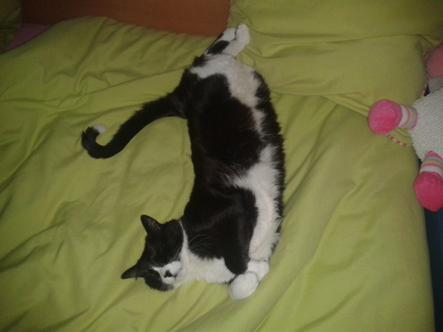 miau miauuu