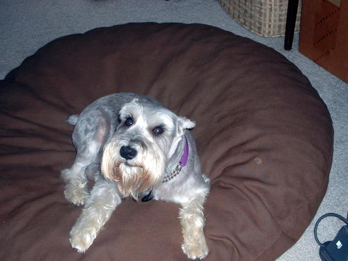 ElCid1969's profile picture. Networl Guru when not chasing the cats Love dad's business check it out