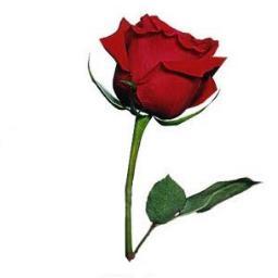 Milton Keynes longest established florist, with over 35 years of experience. Call, email, or tweet us to find out what we can do for you.           01908 370374