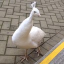 Helen Pedersen - @HppedersenHelen - Twitter