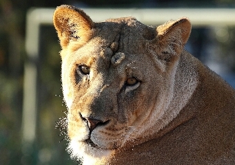 rosa_serans's profile picture. Cuanto más conozco a la gente, más quiero a mis animales.