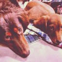 Stephanie See - @stepholupagus - Twitter