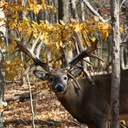 tom westfall - @dawgpound1126 - Twitter