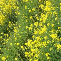 rinoco (@rinoco) 's Twitter Profile