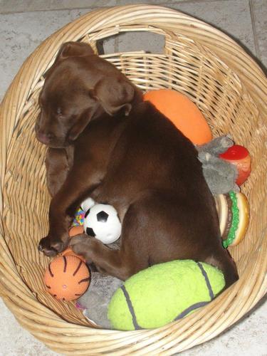 LabRetrievers1's profile picture. Labrador Retrievers photos, news, and more!