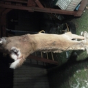 Alexandra Higgins - @curtballenger - Twitter