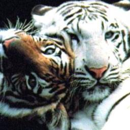 Miriam_Lavigne1's profile picture. 