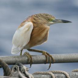 The Royal Naval Birdwatching Society Twitter Feed
