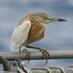 RNBWS (@rnbwsbirder) Twitter profile photo RNBWS (@rnbwsbirder) Twitter profile photo