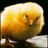 weviqeqaqy's profile image
