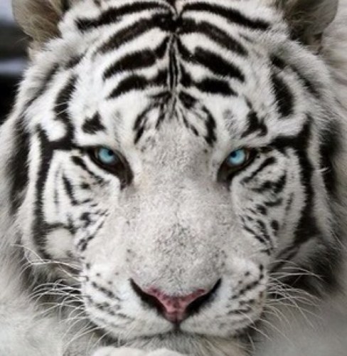 PSS359's profile picture. 