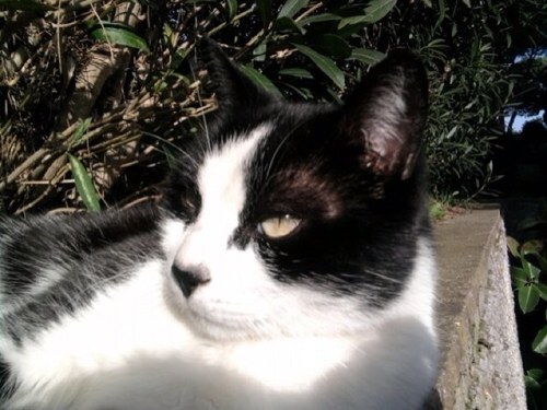 __dana__g's profile picture. αnimα dα gαttδ